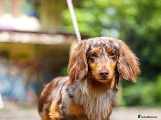 Dachshund dogs Dapple Long Haired miniature - Advert 2