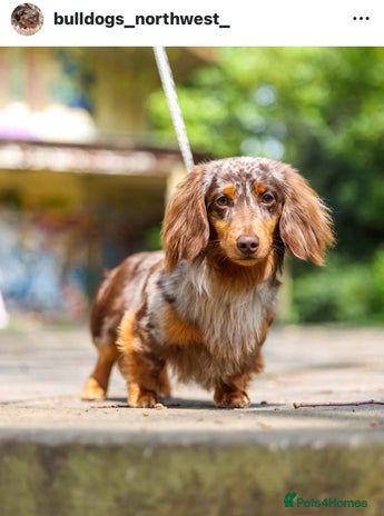 Mini Dapple Dachshund Full Grown Dachshund Rescue Double Dapple