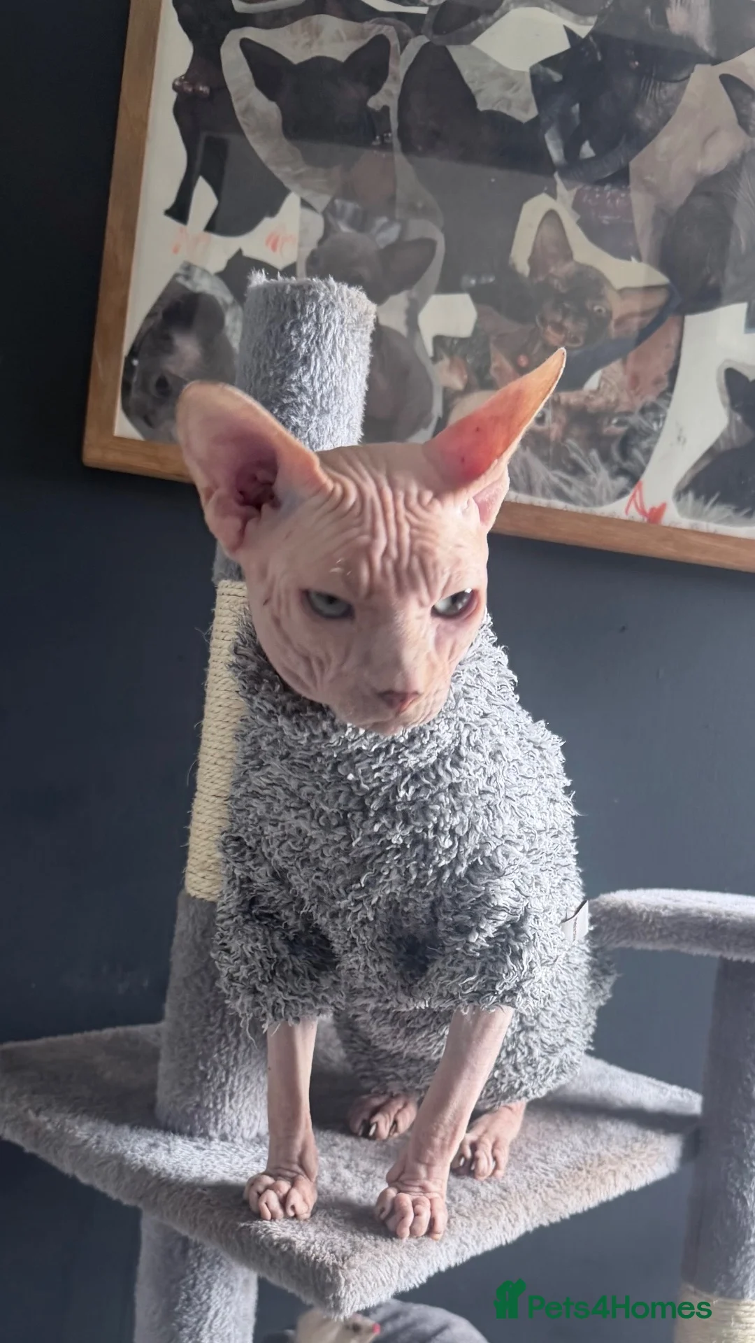 Sphynx cats for stud: Handsome boy for Stud - Advert 5