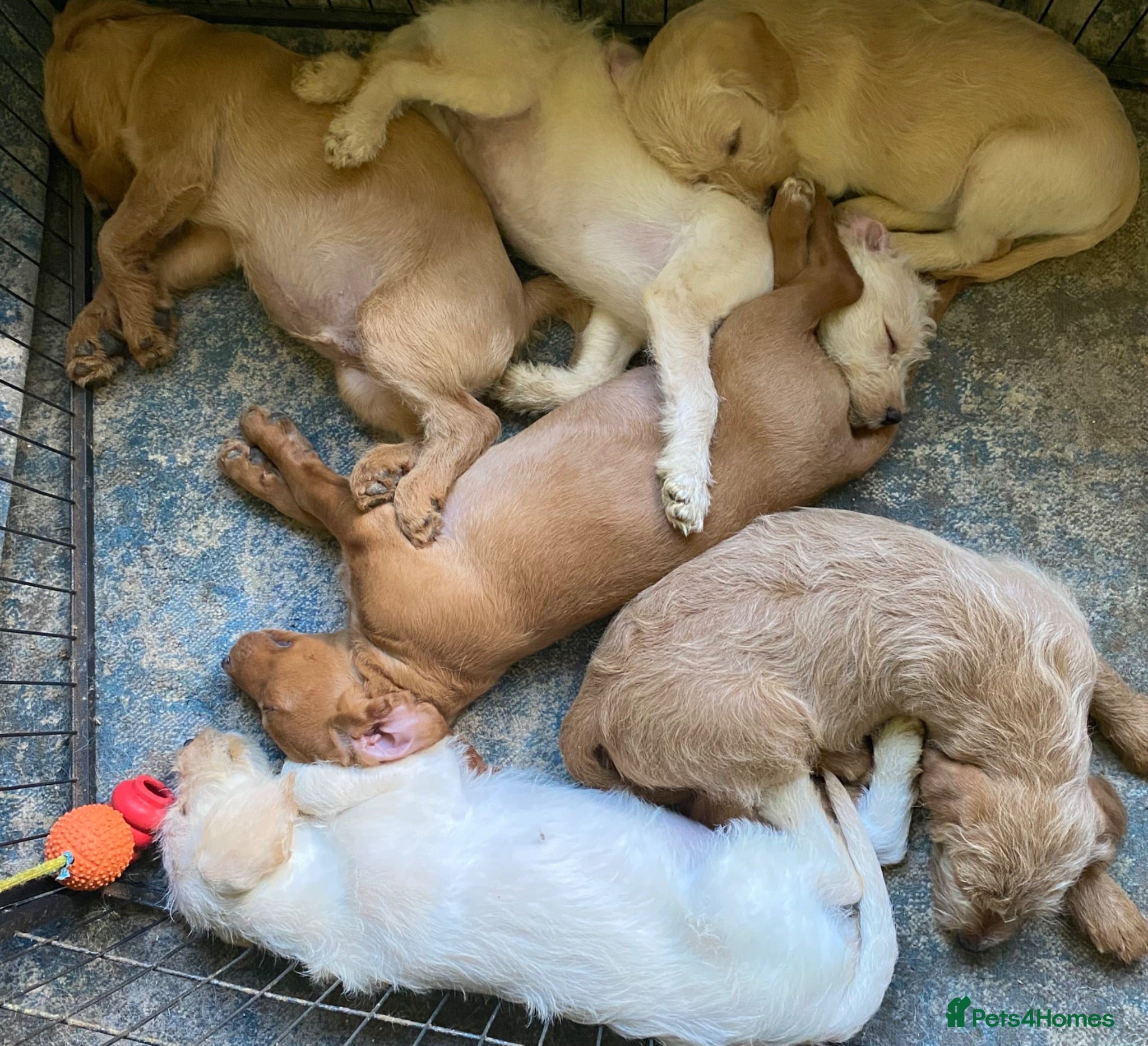 Labradoodle dogs Beautiful Labradoodle Puppies For Sale - Advert 3
