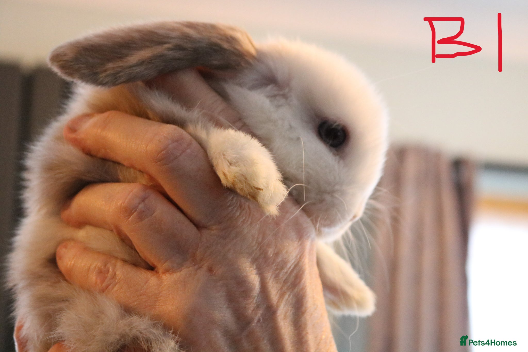 Mini Lop rabbits Mini Lop babies - Advert 2