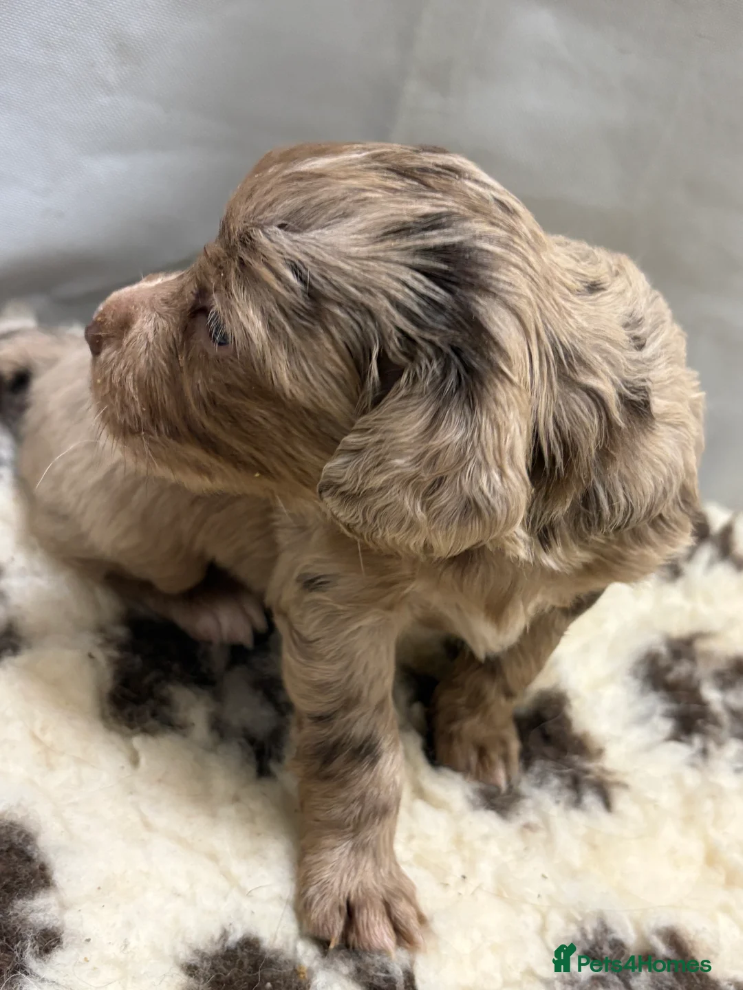 Mixed Breed dogs for sale: ONLY 1 LEFT Beautiful Cocker X Puppies  - Advert 17