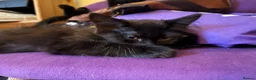 Mixed Breed cats for sale: 4 mixed breed kittens - ready to leave now  - Advert 5