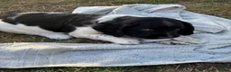 English Springer Spaniel dogs for sale: Springer spaniel puppies - Advert 4