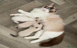 Ragdoll cats for sale: Pure Bred Ragdoll kittens offers welcome  - Image 1