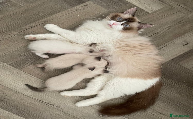 Ragdoll cats - Advert 13