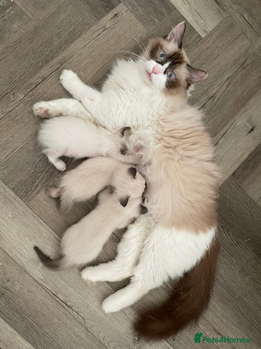Ragdoll cats for sale: Pure Bred Ragdoll kittens offers welcome  - Image 1