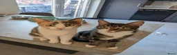 Mixed Breed cats for sale: 2 Cats For New Home - Advert 4