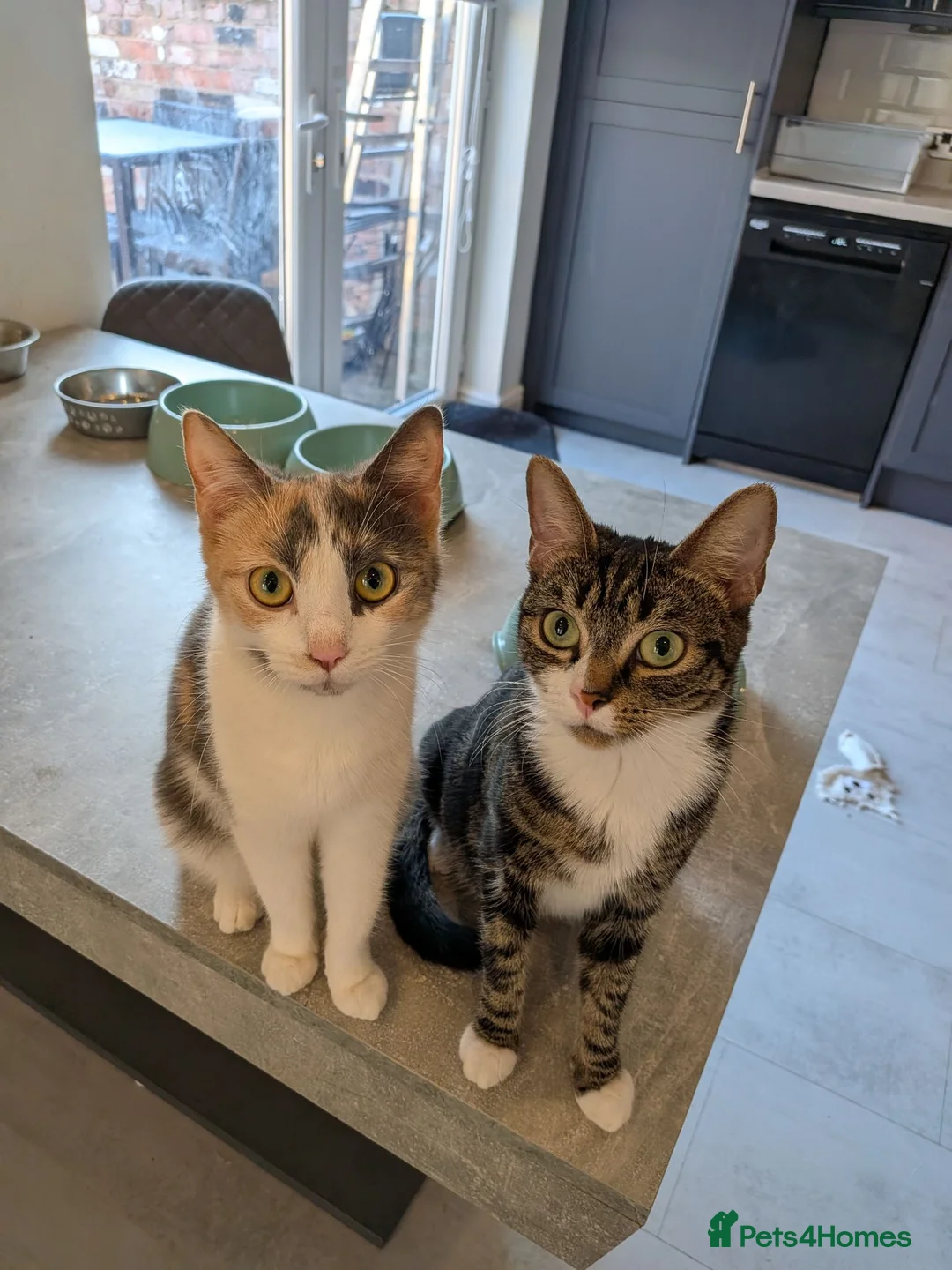 Mixed Breed cats for sale: 2 Cats For New Home - Advert 4