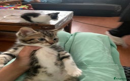 British Shorthair cats for sale: 2 boy kittens ready for there new home - Image 11