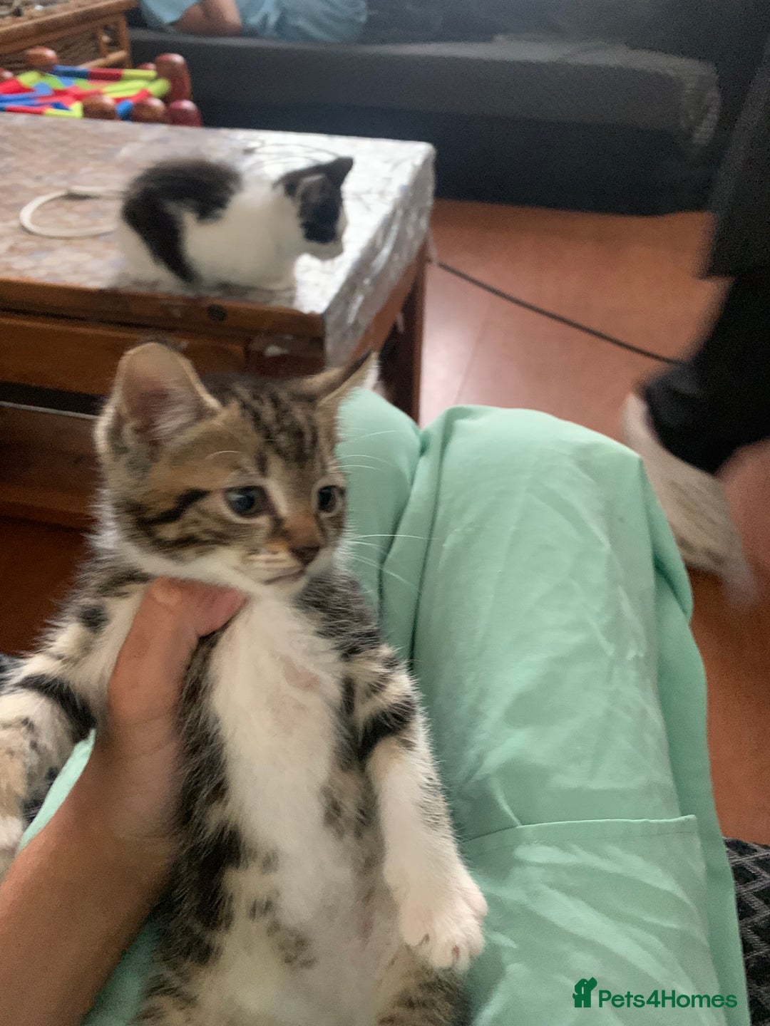 British Shorthair cats for sale: 2 boy kittens ready for there new home - Image 11