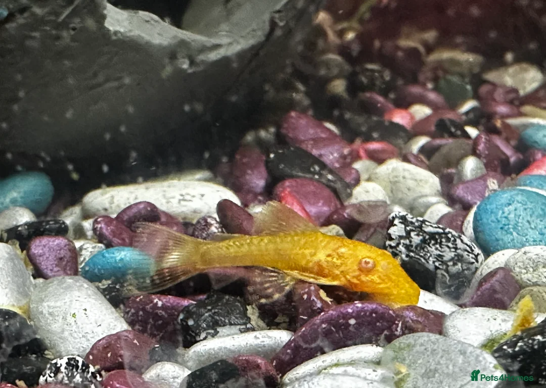 Plecos fish for sale: Brittlenose Pleco - Advert 4