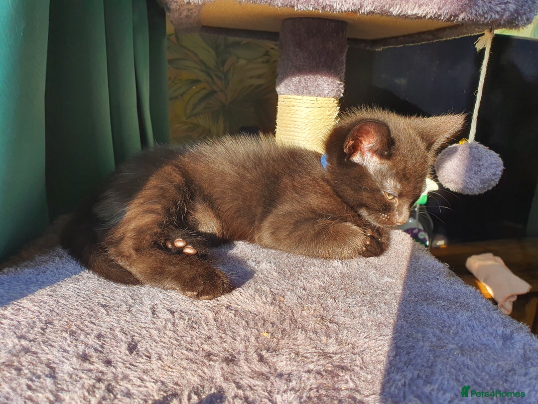 British Shorthair cats for sale: British Shorthair Kittens for sale - Image 7