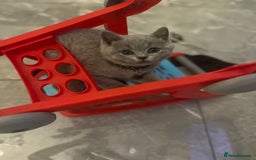 British Shorthair cats for sale: Beautiful  lilac and blue kittens 2 boys 1 girl - Image 13