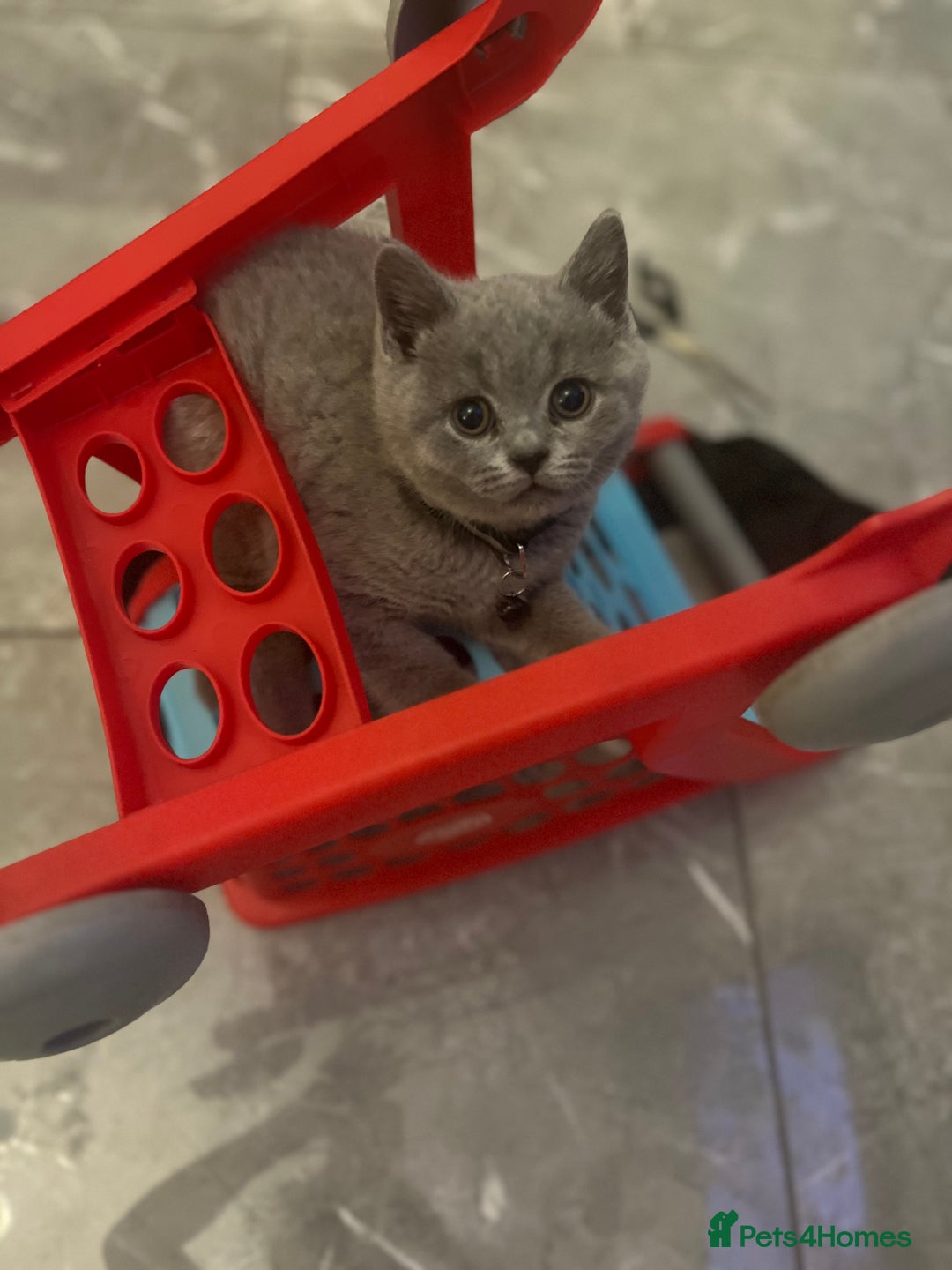 British Shorthair cats for sale: Beautiful  lilac and blue kittens 2 boys 1 girl - Image 13