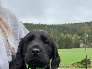 Cocker Spaniel dogs Kc registered Cocker spaniel puppies - Advert 10