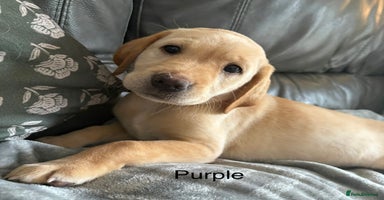 Labrador Retriever dogs in Bacup - Advert 5