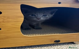 Burmese cats for sale: Beautiful blue kittens  - Image 15