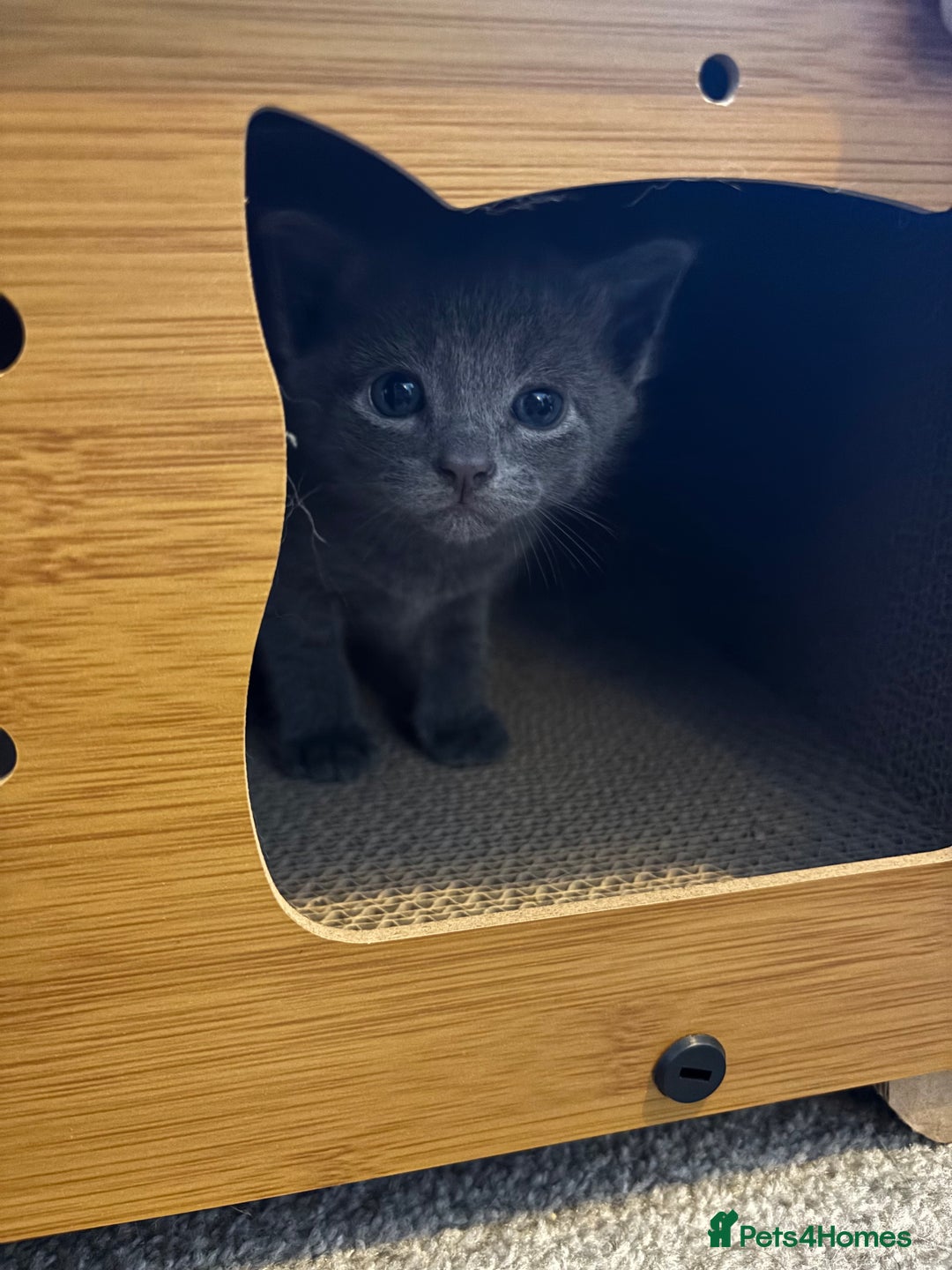Burmese cats for sale: Beautiful blue kittens  - Image 15