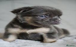French Bulldog dogs for sale: Exceptional Fluffy French Bulldog Puppies - Image 3