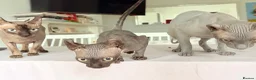Sphynx cats for sale: Female Elf Sphynx Kitten – TICA Registered Parents - Advert 4