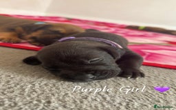 Mixed Breed dogs for sale: Doberman X XL Bully  - Image 9