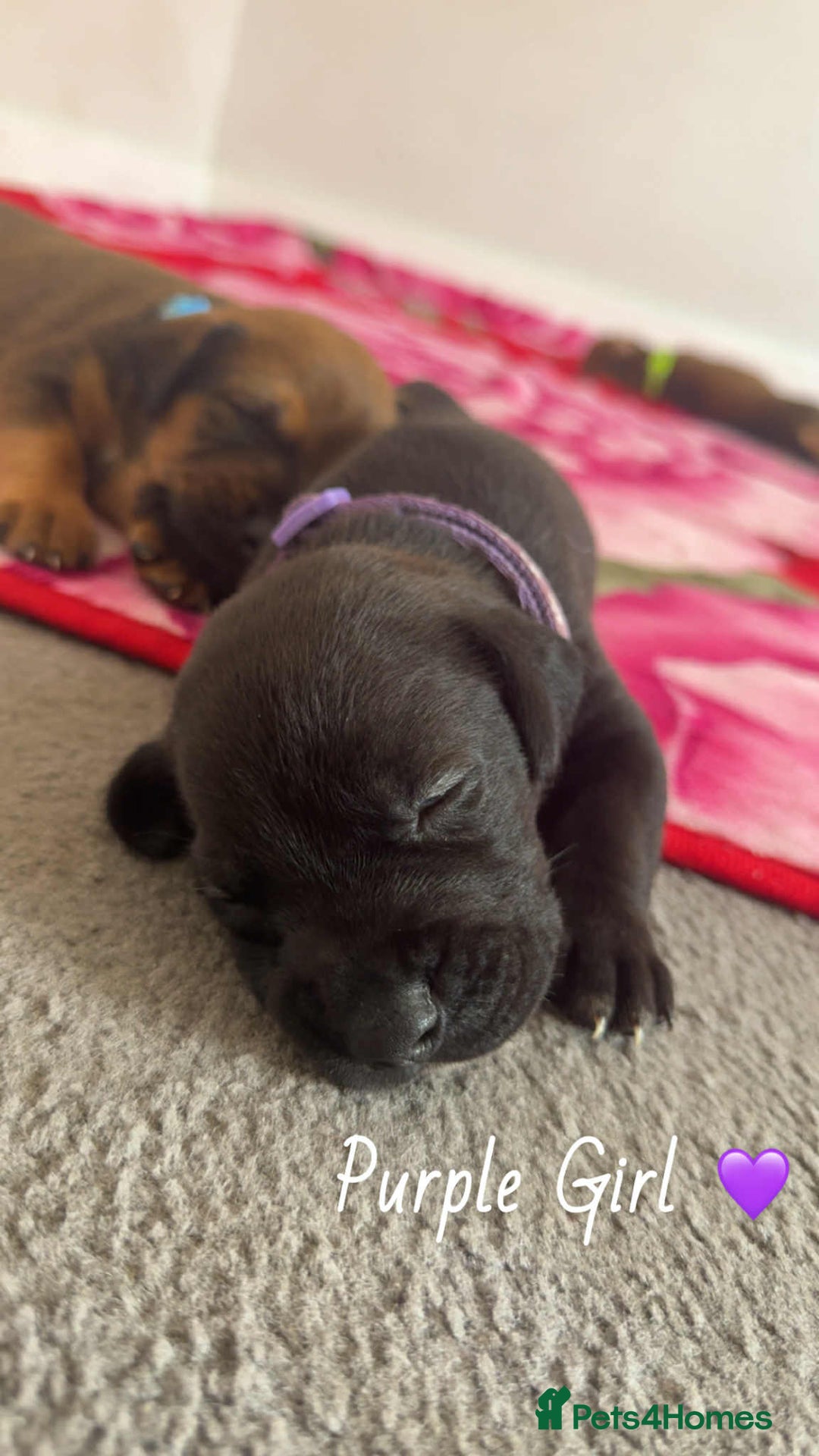 Mixed Breed dogs for sale: Doberman X XL Bully  - Image 9