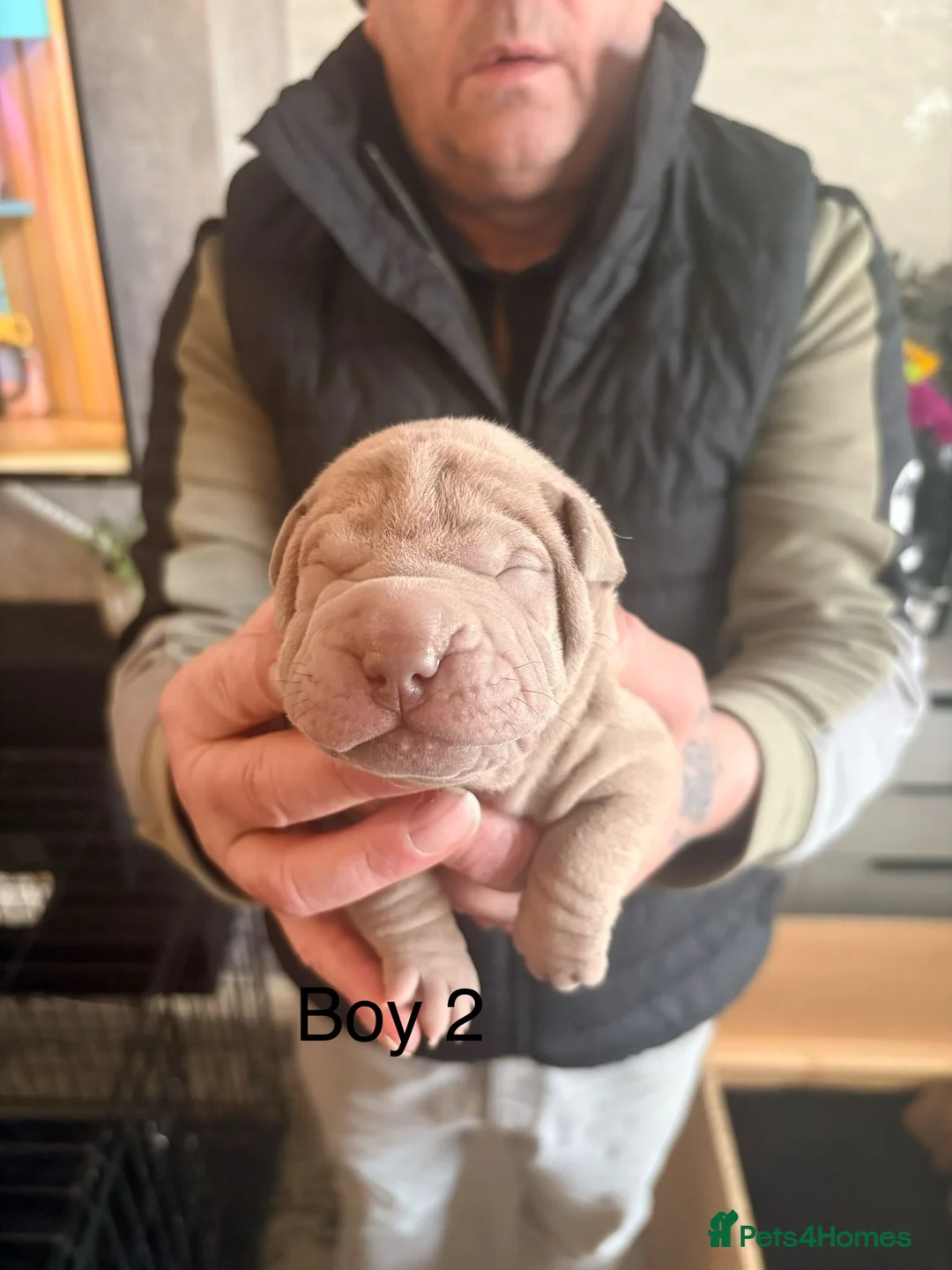 Shar Pei dogs for sale: Shar Pei Puppies looking for forever homes - Advert 14