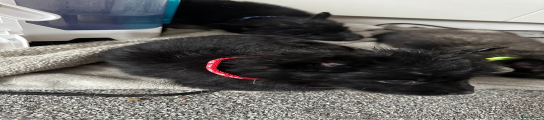 Red collar (RESERVED)