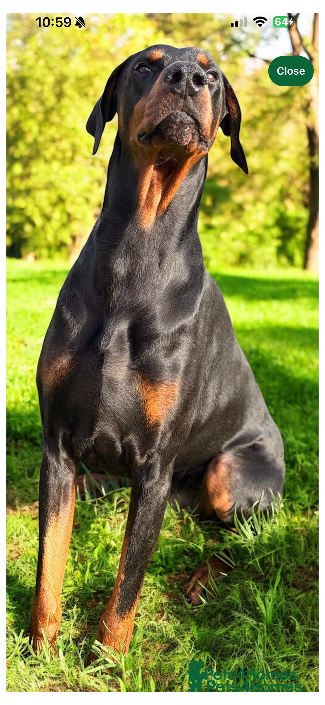 Dobermann dogs for sale: Ready to go Friday night  - Advert 5
