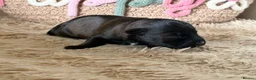 Miniature Schnauzer dogs for sale: Beautiful Chocolate Parti Miniature Schnauzers - Advert 3