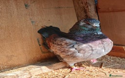 Pigeons birds for sale: Breeding pair modena pigeons   in Pontefract - Image 3