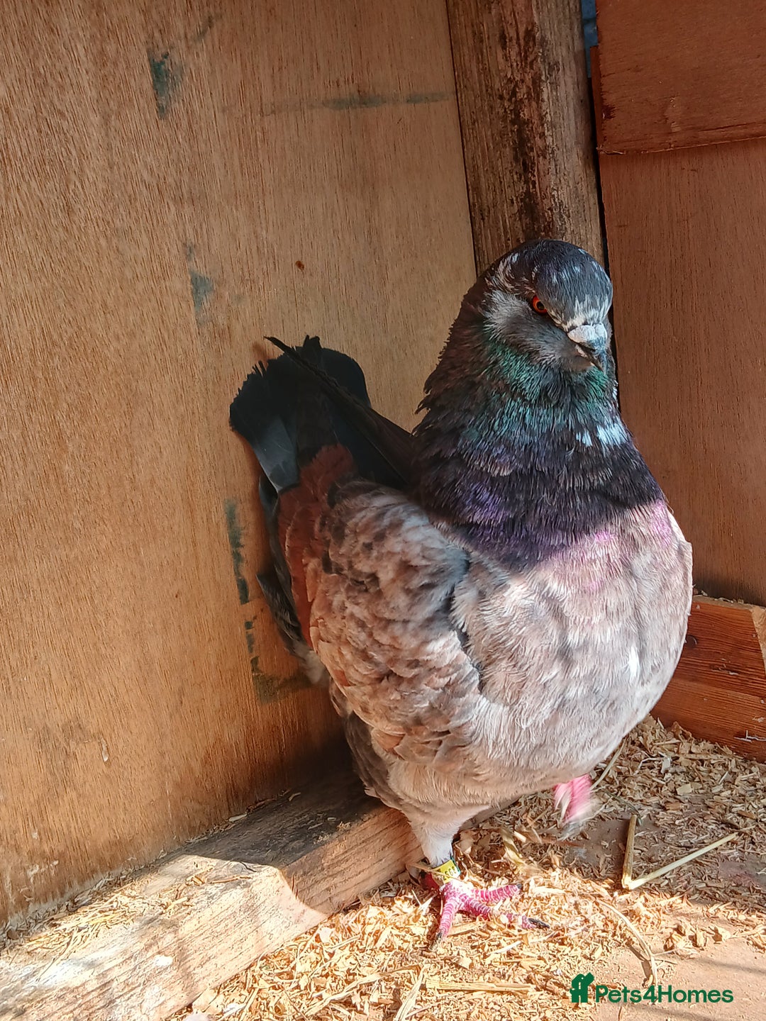 Pigeons birds for sale: Breeding pair modena pigeons   in Pontefract - Image 3