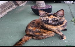 Brazilian Shorthair cats for sale: Kittens  - Image 4