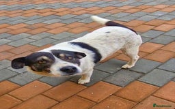 Mixed Breed dogs for adoption: PATROCLE – a Lovely boy for a Loving Home - Image 11