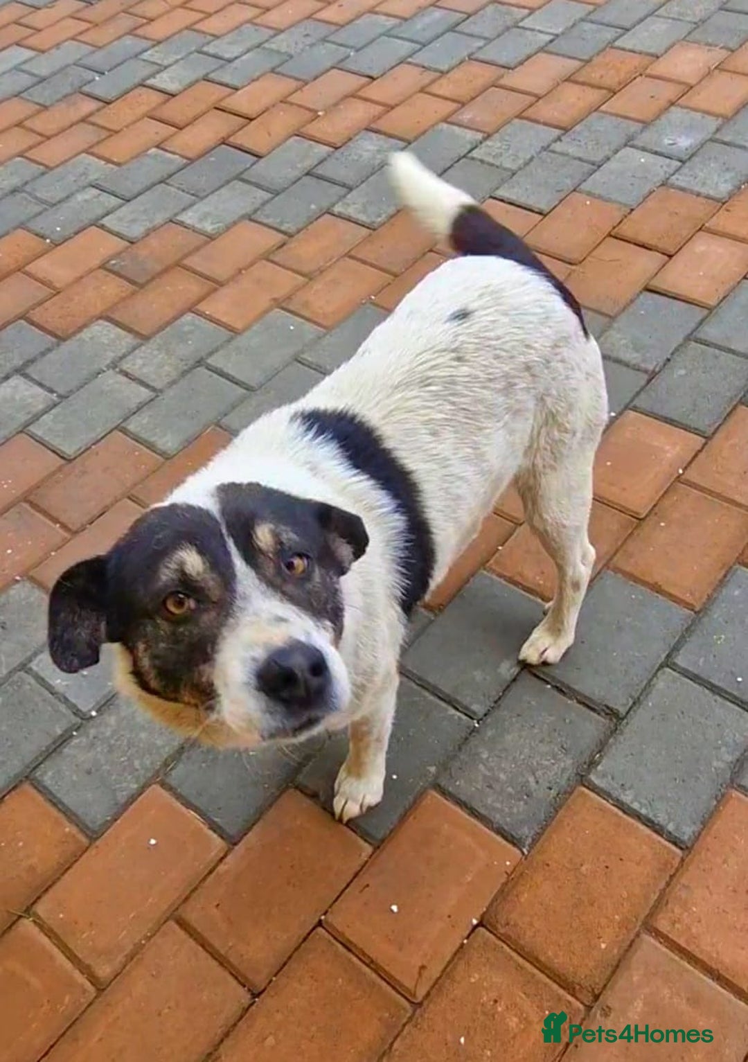 Mixed Breed dogs for adoption: PATROCLE – a Lovely boy for a Loving Home - Image 11