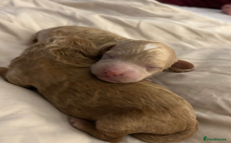 Toy Poodle dogs - Advert 5