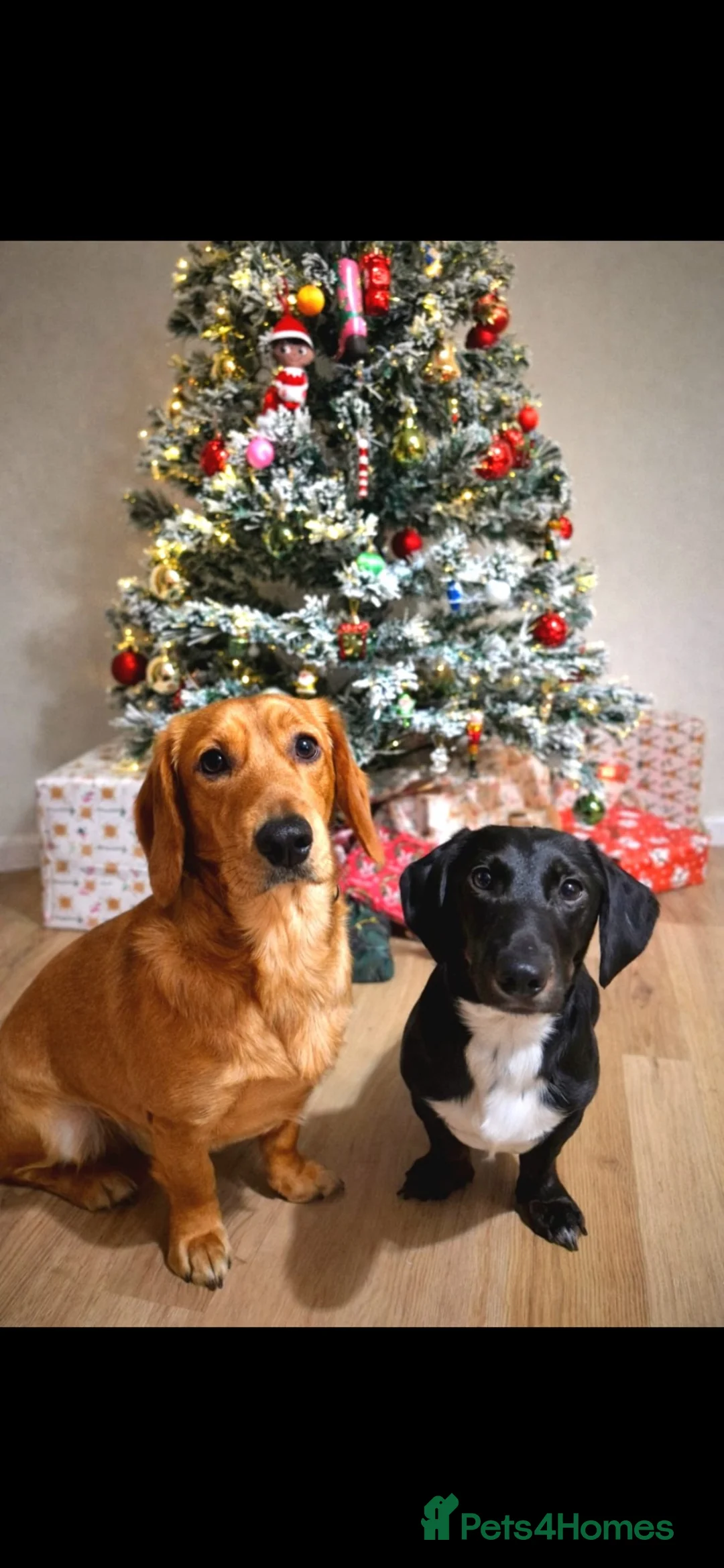 Mixed Breed dogs for sale: Benny Dachshund cross  - Advert 4