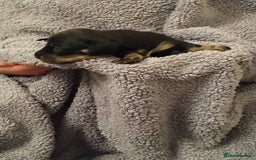 Miniature Dachshund dogs for sale: Miniature dachshund puppies - Image 7