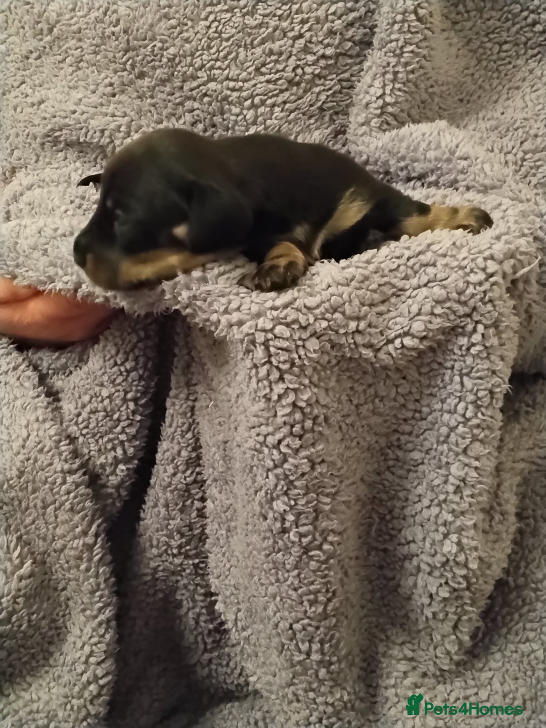 Miniature Dachshund dogs for sale: Miniature dachshund puppies - Image 7