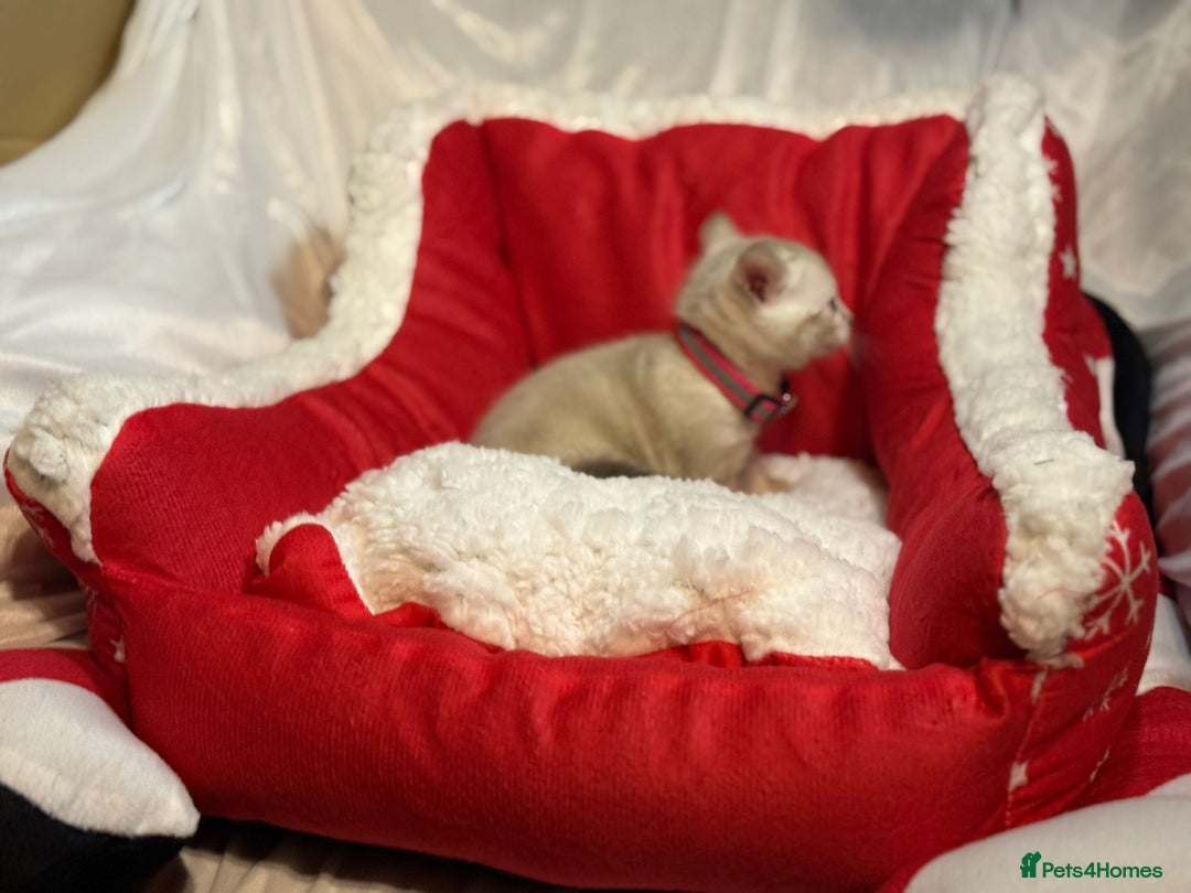 Bengal cats for sale: Bonnies Bengals  - Advert 29