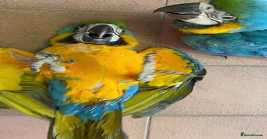 Macaws birds - Advert 15