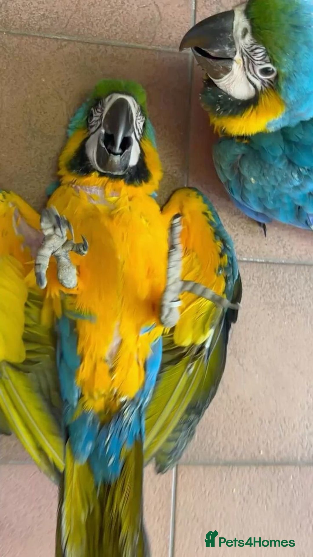 Macaws birds for sale: Handreared Macaw - Image 2