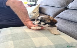 Chipoo dogs for sale: Chiz doodles  - Image 6