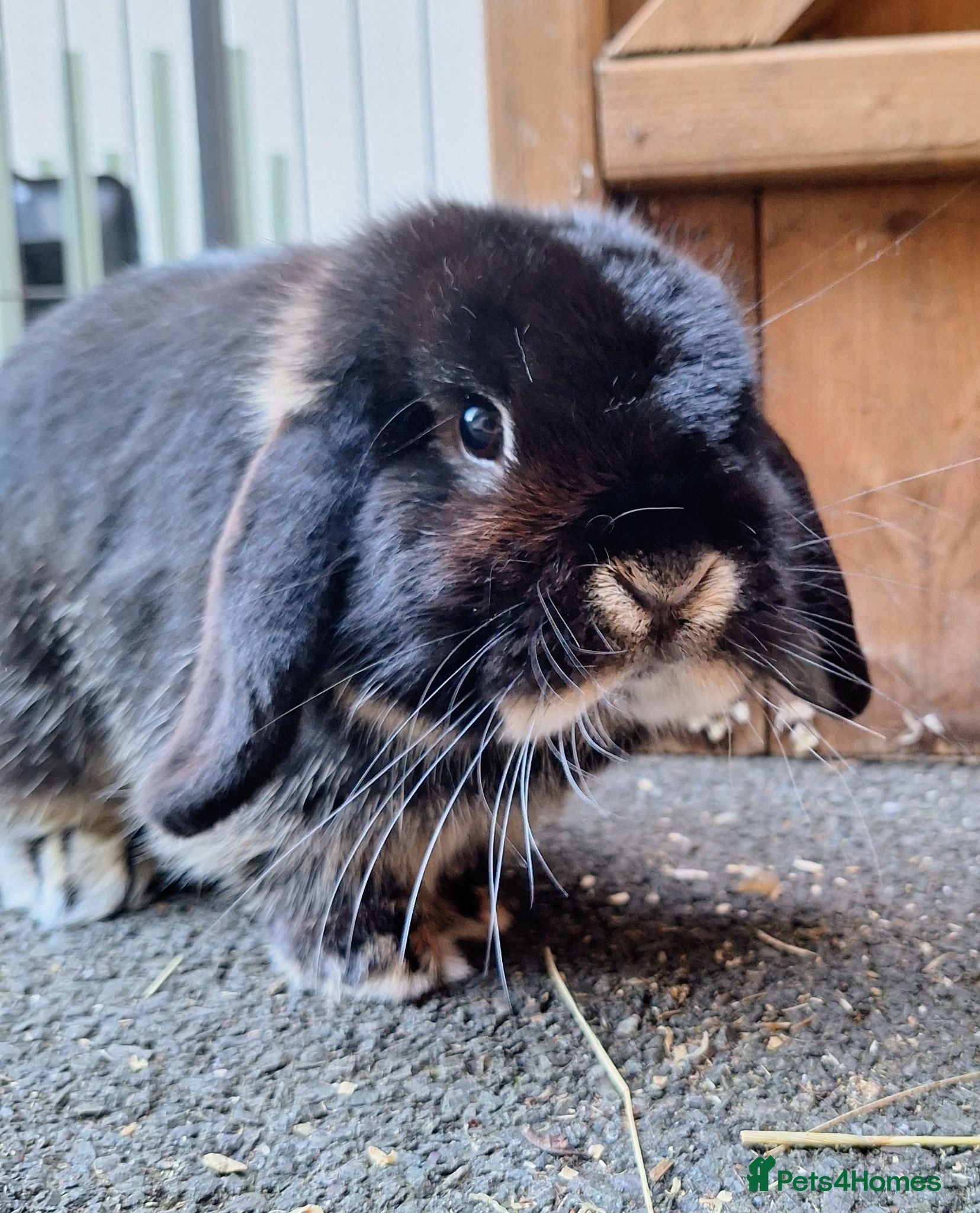 Dwarf Lop rabbits Dwarf Lop for sale - Advert 2