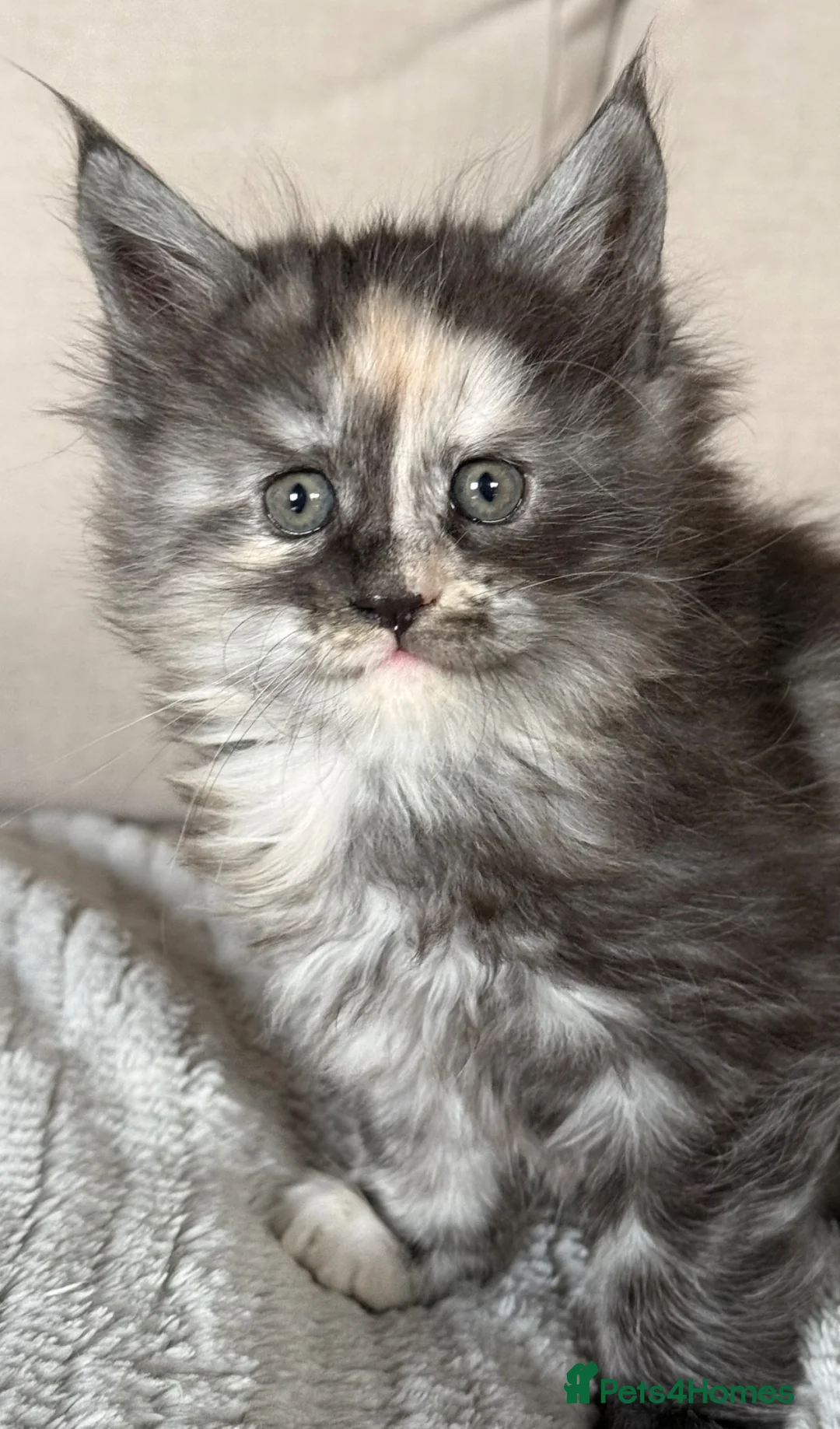 Maine Coon cats for sale: Maine Coon  - Advert 2