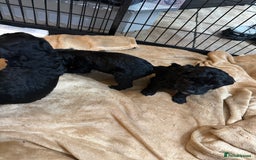 Cockapoo dogs for sale: Beautiful litter of f2 Cockapoo puppies  - Image 8