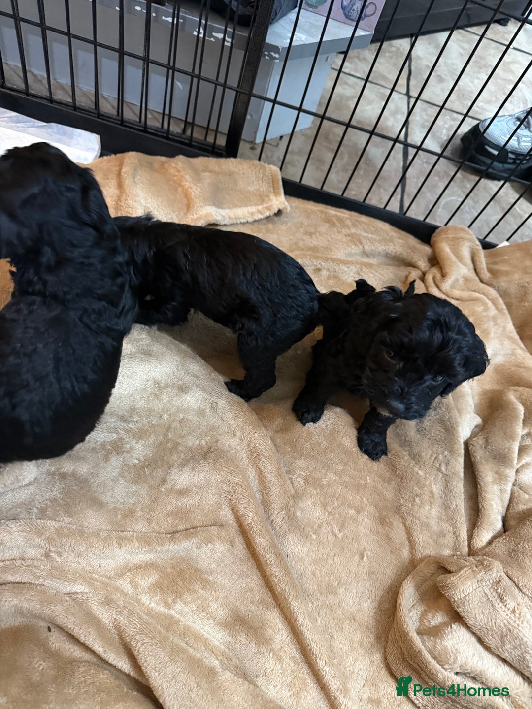 Cockapoo dogs for sale: Beautiful litter of f2 Cockapoo puppies  - Image 8