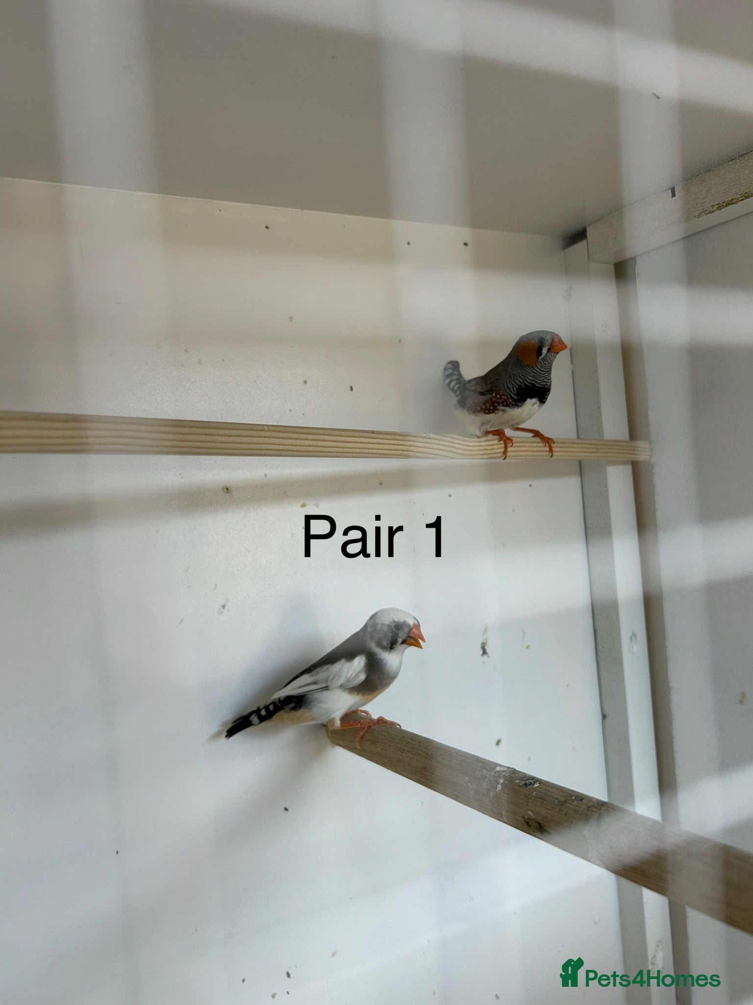 Finches birds Zebra finch breeding pairs  - Advert 2