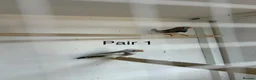Finches birds for sale: Zebra finch breeding pairs  - Advert 2